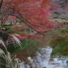 紅葉の薬師池20