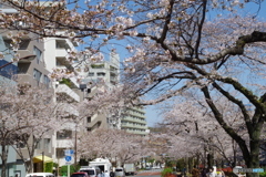 桜の播磨坂2