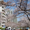 桜の播磨坂2