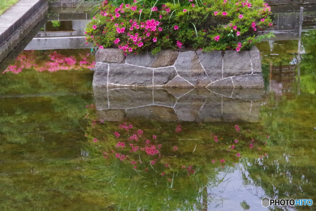 水鏡の中のツツジ