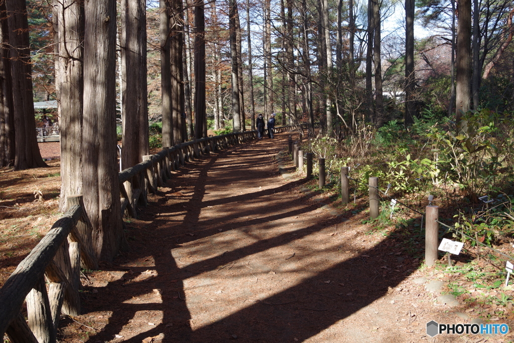 遊歩道の木陰２