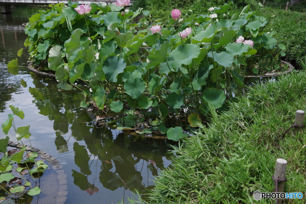 修景池の蓮の花2