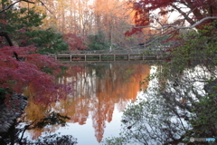 池と夕暮れのメタセコイア２