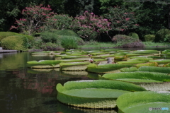 パラグアイオニバス とサルスベリ池2