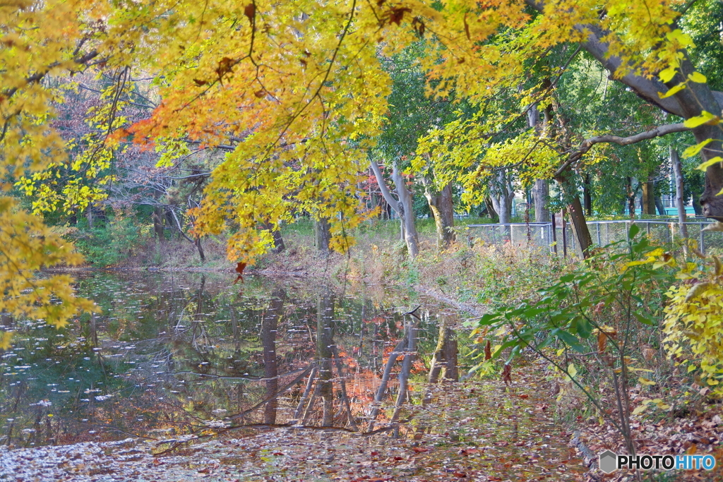 紅葉のふたつ池2 