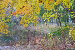 紅葉のふたつ池2 