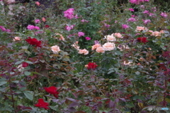 神代植物公園の秋薔薇