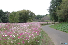 昭和記念公園花の丘３