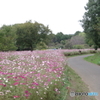 昭和記念公園花の丘３