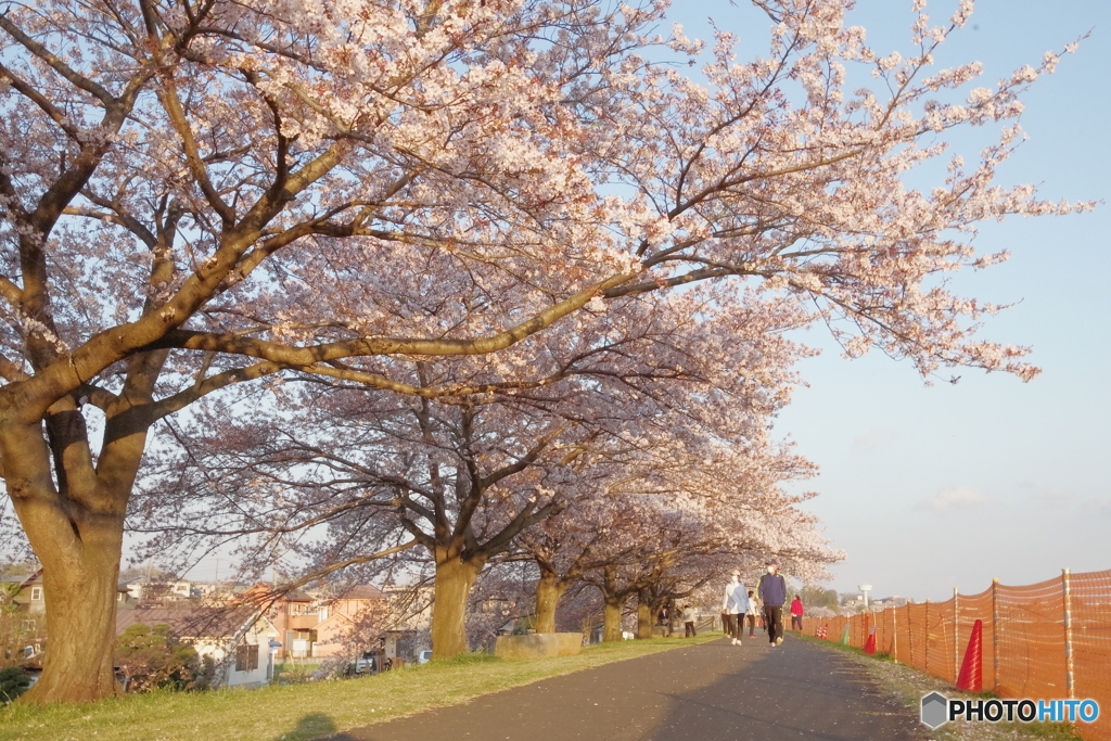 羽村の堰