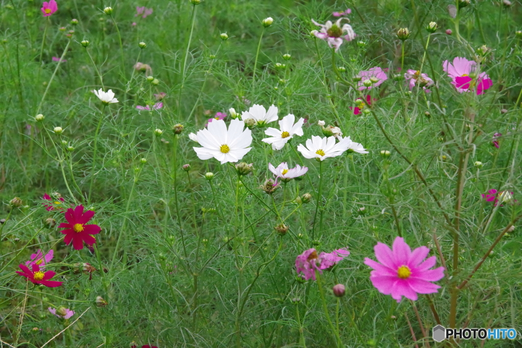 小金井公園のコスモス4