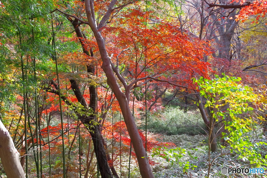 紅葉と竹