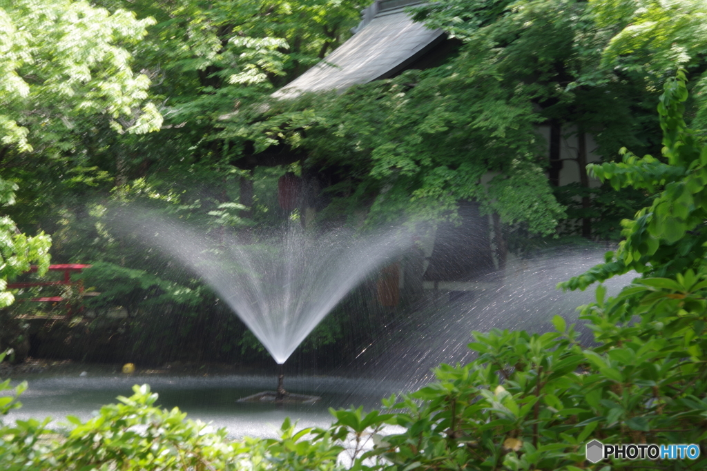 新緑の井之頭池の噴水１