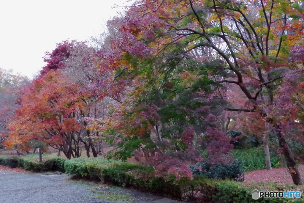 神代植物公園 カエデ園 並木