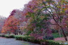 神代植物公園 カエデ園 並木