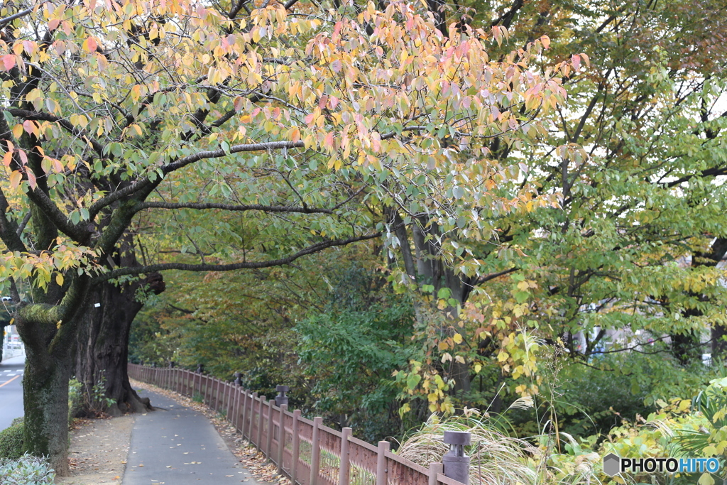 玉川上水緑道3