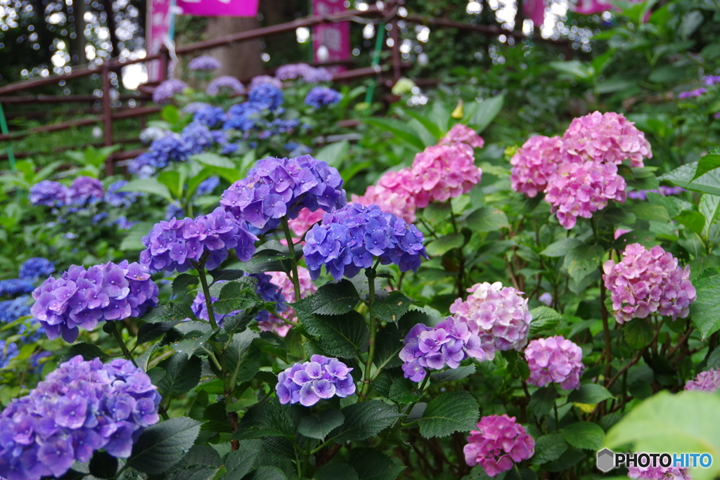 雨あがりの紫陽花１