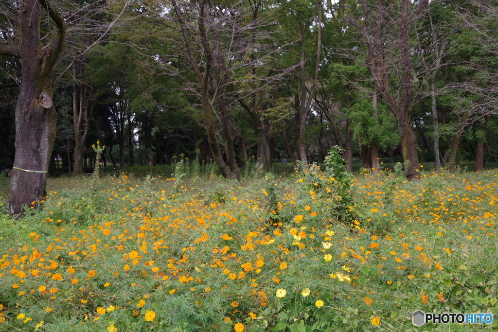 小金井公園のキバナコスモス４