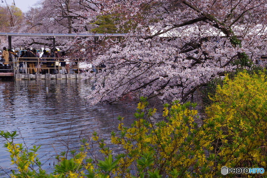桜とレンギョウと池