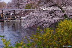 桜とレンギョウと池