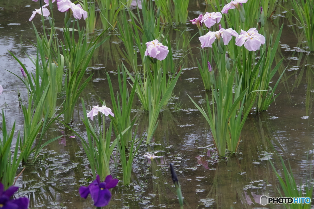 水生植物園の花菖蒲7