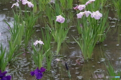 水生植物園の花菖蒲7