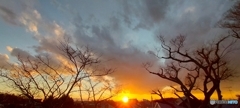 雲と枯木と夕日4