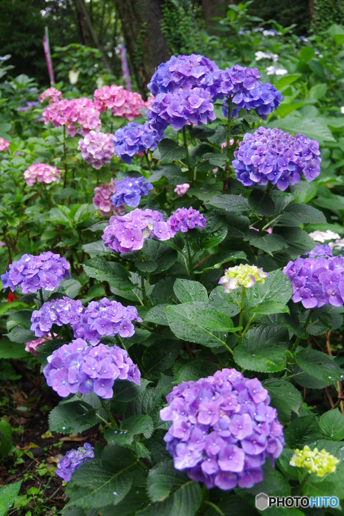 雨あがりの紫陽花２