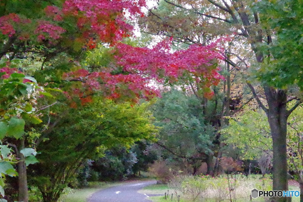 サイクリングロードの紅葉2018