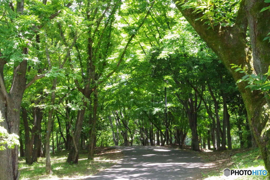 新緑の公園の道