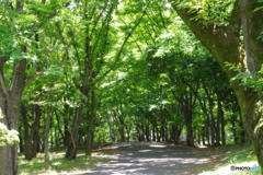 新緑の公園の道