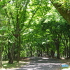 新緑の公園の道