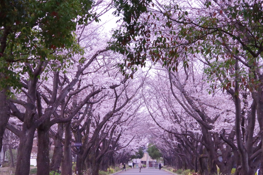 府中の森公園　さくら並木３