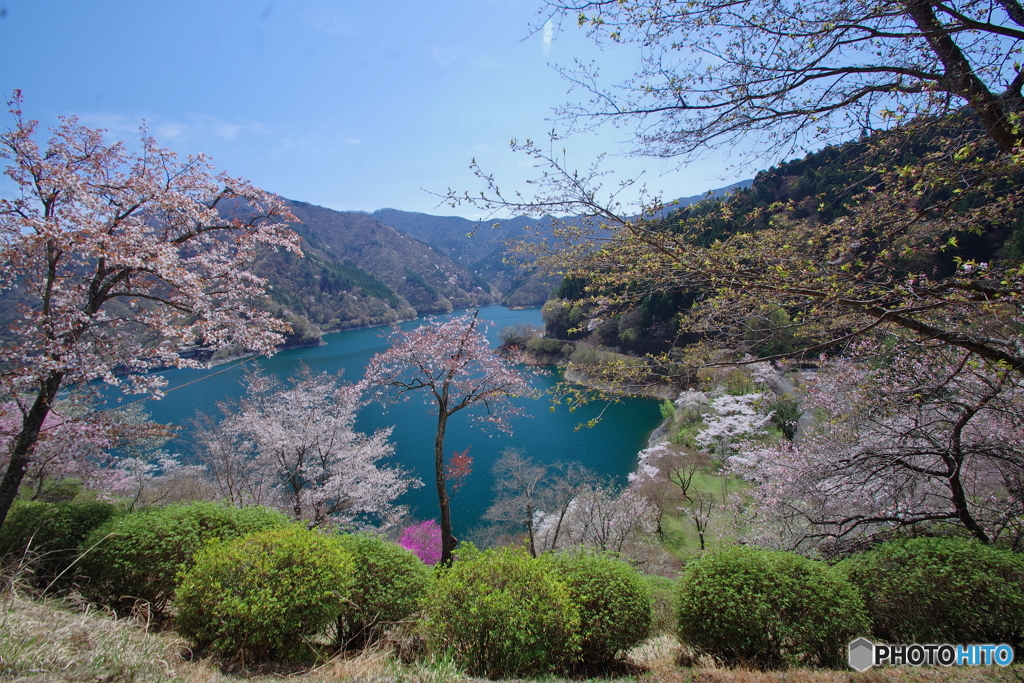 桜の奥多摩湖