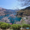桜の奥多摩湖