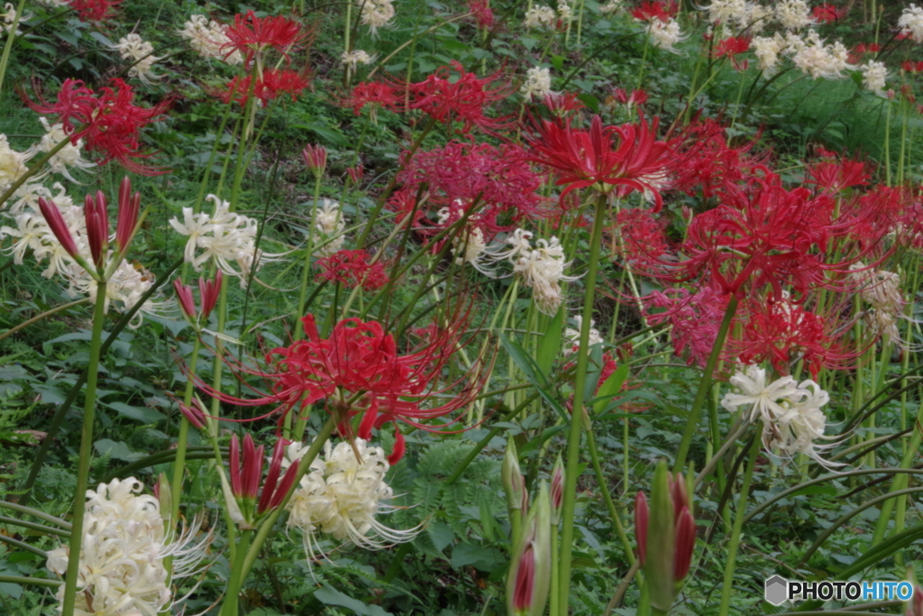 旧永井家周辺の曼珠沙華１０