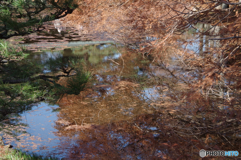 紅葉の神代植物公園の池５