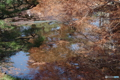 紅葉の神代植物公園の池５