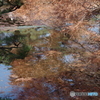 紅葉の神代植物公園の池５