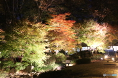 江戸東京たてもの園　ライトアップ　庭