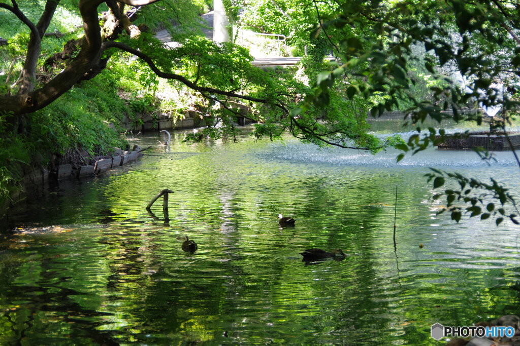 新緑の井之頭池の鴨たち