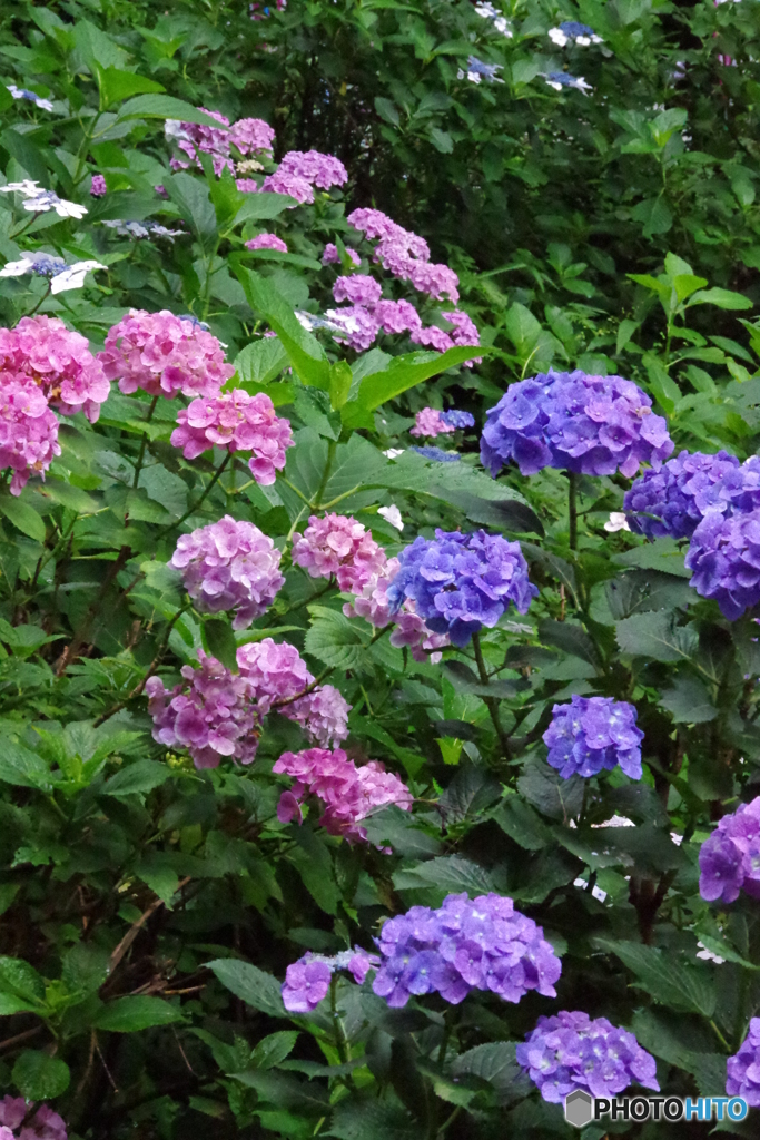 雨あがりの紫陽花10