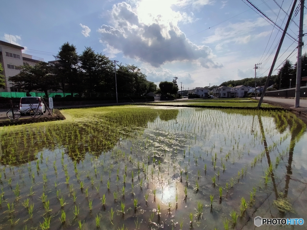 田んぼの中の太陽