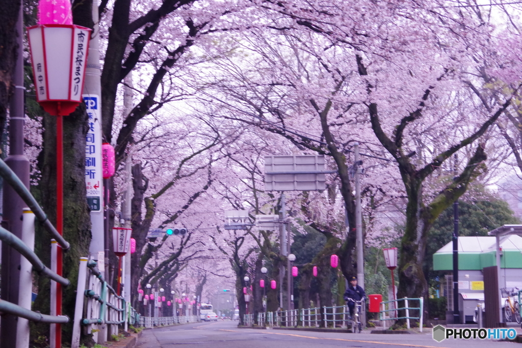 府中市民桜まつりW