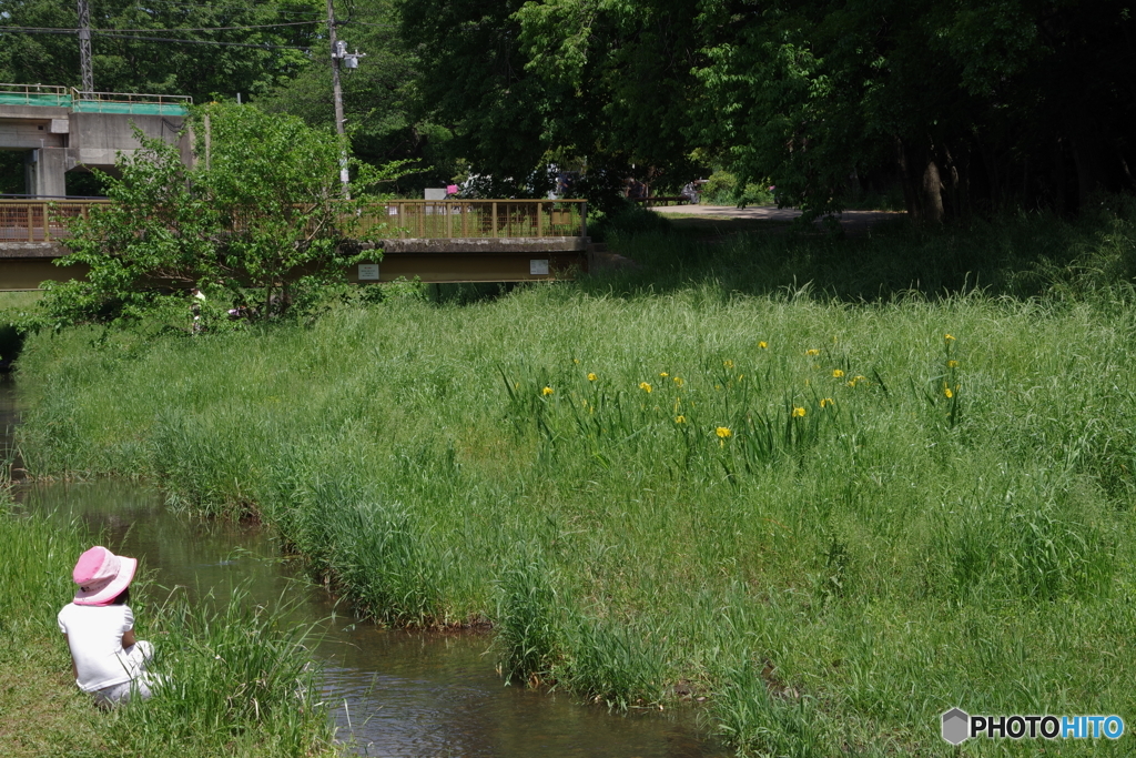 野川公園の新緑と少女