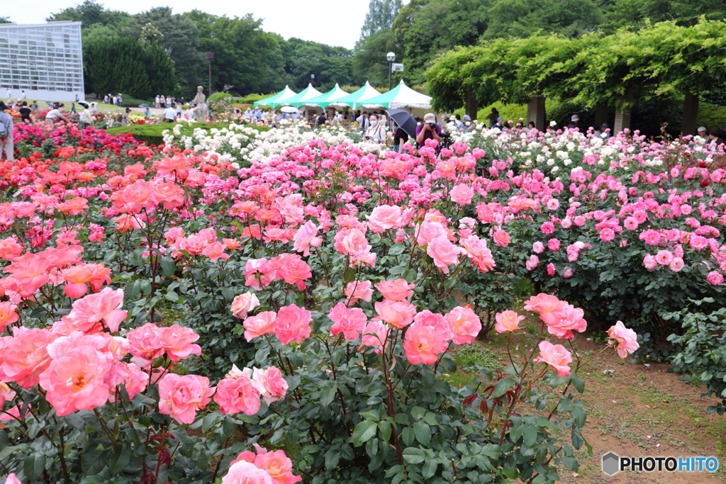 神代植物公園バラ園
