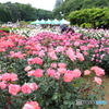 神代植物公園バラ園