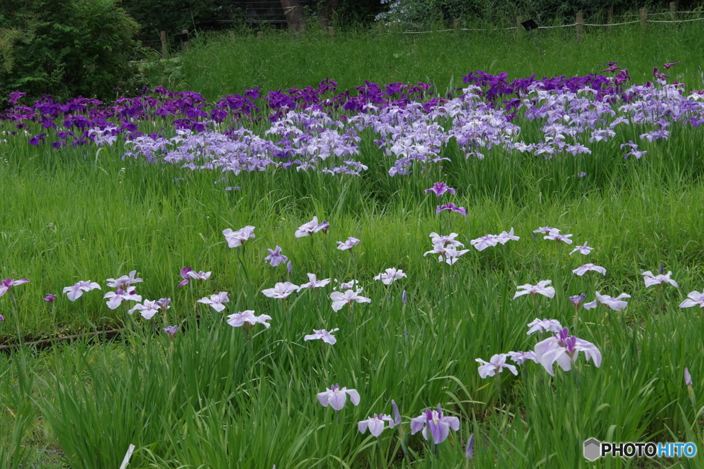水生植物園の花菖蒲