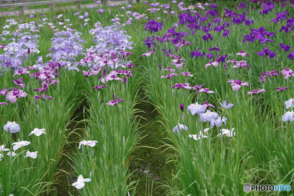 水生植物園の花菖蒲2