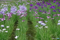 水生植物園の花菖蒲2